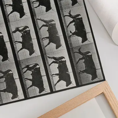 Kunstdruck Poster ein marschierender Stier nach Eadweard Muybridge aus dem Jahr 1887