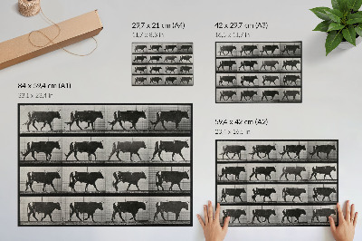 Kunstdruck poster Ein marschierender Stier. Fototyp nach Eadweard Muybridge, 1887