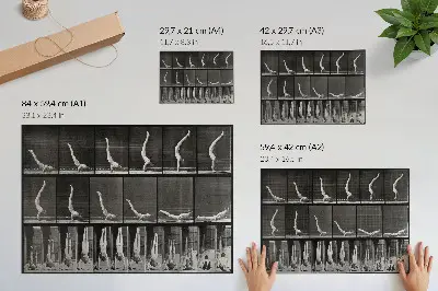 Poster ein Mann, der aus der Rückenlage auf den Händen steht, Fototyp nach Eadweard Muybridge von 1887