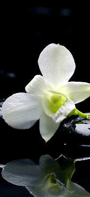 Fensterrollo mit Orchideen- und Eleganzmotiv