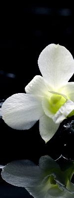 Fensterrollo mit Orchideen- und Eleganzmotiv