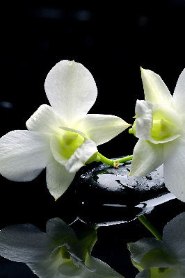 Fensterrollo mit Orchideen- und Eleganzmotiv