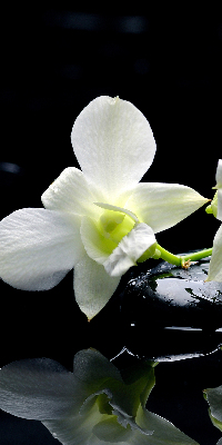 Fensterrollo mit Orchideen- und Eleganzmotiv
