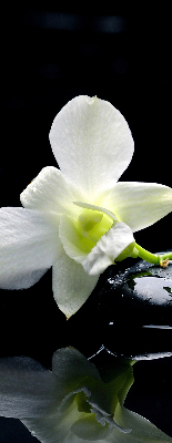 Fensterrollo mit Orchideen- und Eleganzmotiv