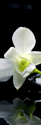 Fensterrollo mit Orchideen- und Eleganzmotiv