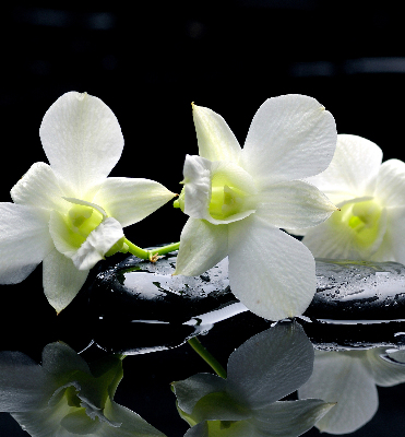 Fensterrollo mit Orchideen- und Eleganzmotiv
