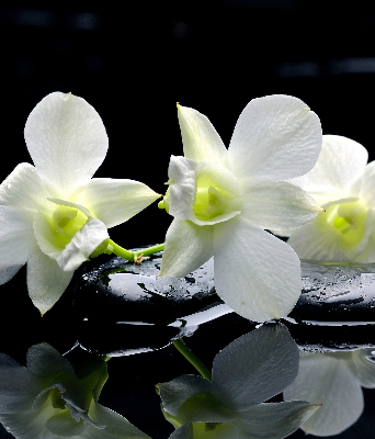 Fensterrollo mit Orchideen- und Eleganzmotiv