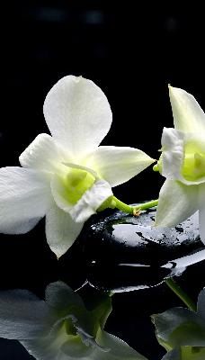 Fensterrollo mit Orchideen- und Eleganzmotiv