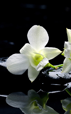 Fensterrollo mit Orchideen- und Eleganzmotiv