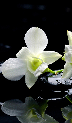 Fensterrollo mit Orchideen- und Eleganzmotiv