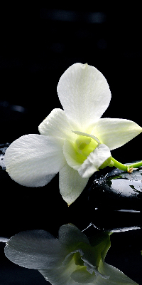 Fensterrollo mit Orchideen- und Eleganzmotiv