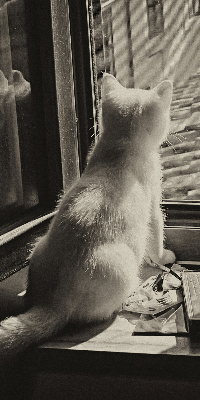 Rollo Fenster mit Katzenmotiv