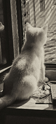 Rollo Fenster mit Katzenmotiv