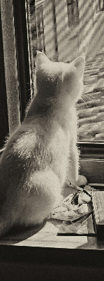Rollo Fenster mit Katzenmotiv