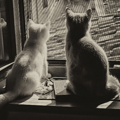Rollo Fenster mit Katzenmotiv