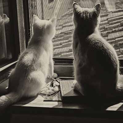 Rollo Fenster mit Katzenmotiv