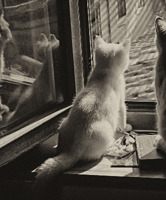 Rollo Fenster mit Katzenmotiv