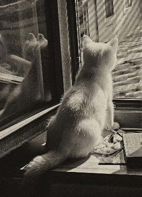 Rollo Fenster mit Katzenmotiv