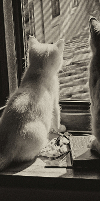 Rollo Fenster mit Katzenmotiv