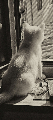 Rollo Fenster mit Katzenmotiv