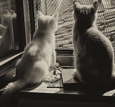 Rollo Fenster mit Katzenmotiv
