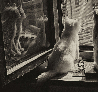 Rollo Fenster mit Katzenmotiv