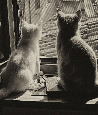 Rollo Fenster mit Katzenmotiv