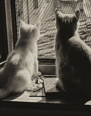Rollo Fenster mit Katzenmotiv