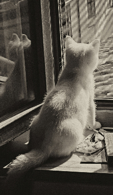 Rollo Fenster mit Katzenmotiv