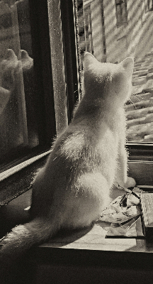 Rollo Fenster mit Katzenmotiv