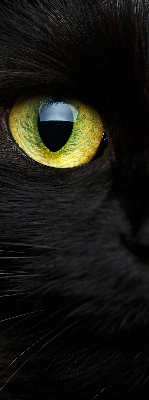 Fensterrollo mit Katzenaugen-Muster