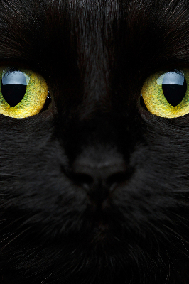 Fensterrollo mit Katzenaugen-Muster