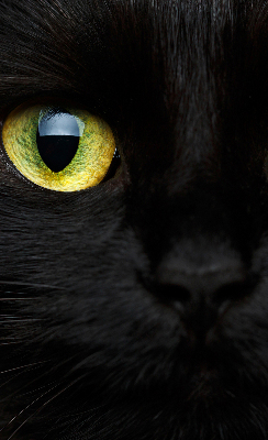 Fensterrollo mit Katzenaugen-Muster