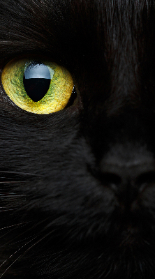 Fensterrollo mit Katzenaugen-Muster