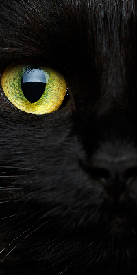 Fensterrollo mit Katzenaugen-Muster