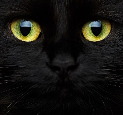 Fensterrollo mit Katzenaugen-Muster