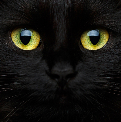 Fensterrollo mit Katzenaugen-Muster