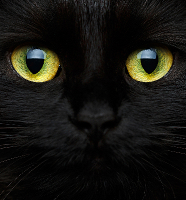 Fensterrollo mit Katzenaugen-Muster