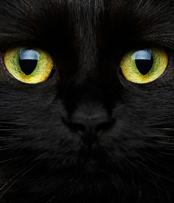 Fensterrollo mit Katzenaugen-Muster