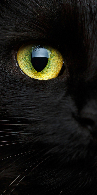 Fensterrollo mit Katzenaugen-Muster