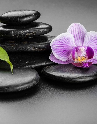 Fensterrollo mit Orchidee auf den Steinen
