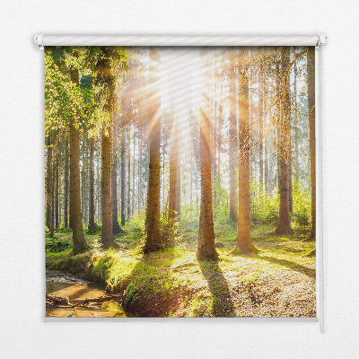 Fensterrollo die Sonne scheint durch die Bäume