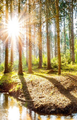 Fensterrollo die Sonne scheint durch die Bäume