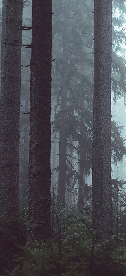 Fensterrollo innen in der Ausführung Wald bei Nacht