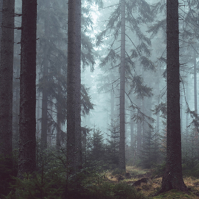 Fensterrollo innen in der Ausführung Wald bei Nacht