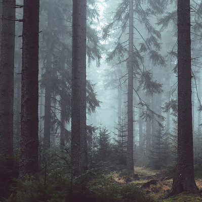 Fensterrollo innen in der Ausführung Wald bei Nacht