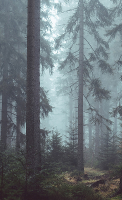 Fensterrollo innen in der Ausführung Wald bei Nacht