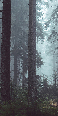 Fensterrollo innen in der Ausführung Wald bei Nacht