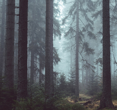 Fensterrollo innen in der Ausführung Wald bei Nacht