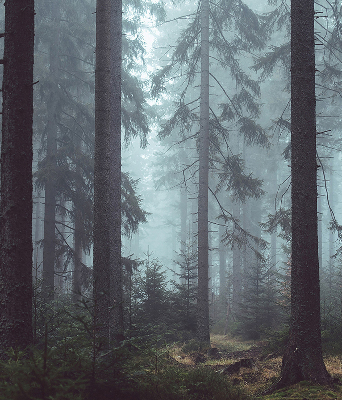 Fensterrollo innen in der Ausführung Wald bei Nacht